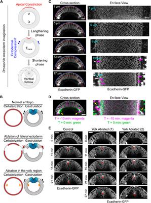 Evidence for a Role of the Lateral Ectoderm in Drosophila Mesoderm Invagination